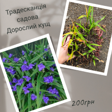 Традесканція садова фіолетова