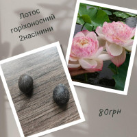 Семена лотоса орехоносного 2 шт набор