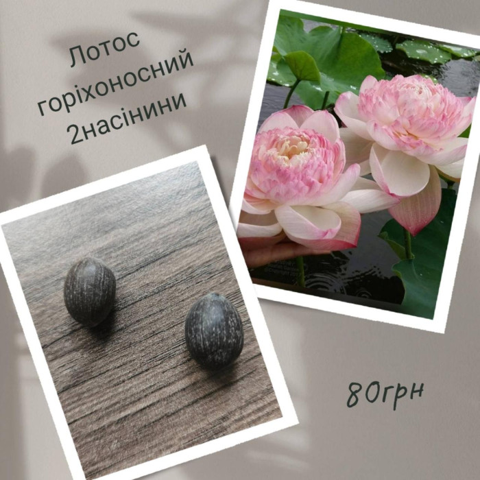 Насіння лотосу горіхоносного 2 шт набір