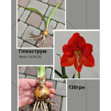 Гіпеаструм червона кімнатна квітка