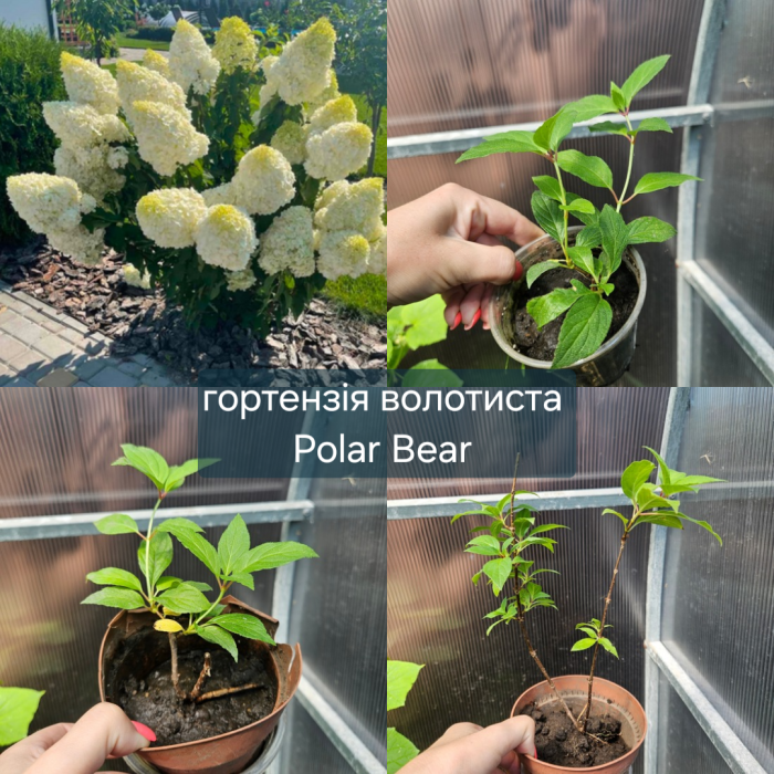 Гортензия метельчатая белого цвета сорт Polar Bear