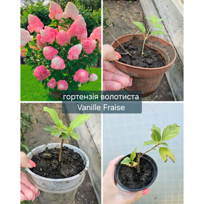 Гортензия метельчатая Vanille Fraise Ванилла Фрейз однолетние