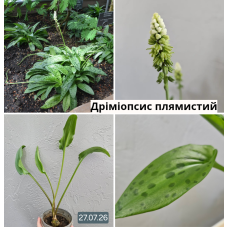 Дримиопсис пятнистый Ледебурия черешковая Сцилла