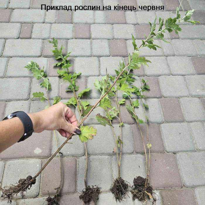 Хризантема желтая ромашка осенняя садовый цветок 1 ветка