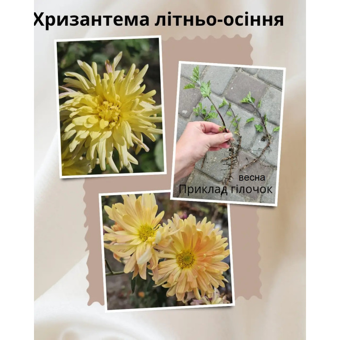 Хризантема Желто-оранжевая летнее-осениий садовый цветок 1 ветка
