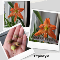 Гиппеаструм Стриатум комнатный луковичный цветок Н Striatum Saltro