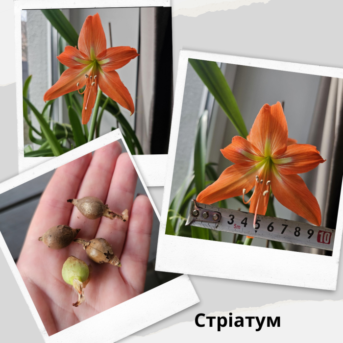 Гиппеаструм Стриатум комнатный луковичный цветок Н Striatum Saltro