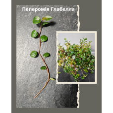 Пепперомия Глабелла свежесрез