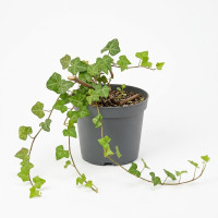 Плющ вічнозелений (Hedera) саджанець