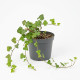Плющ вечнозеленый (Hedera) саженец